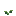Cebola, estágio 1